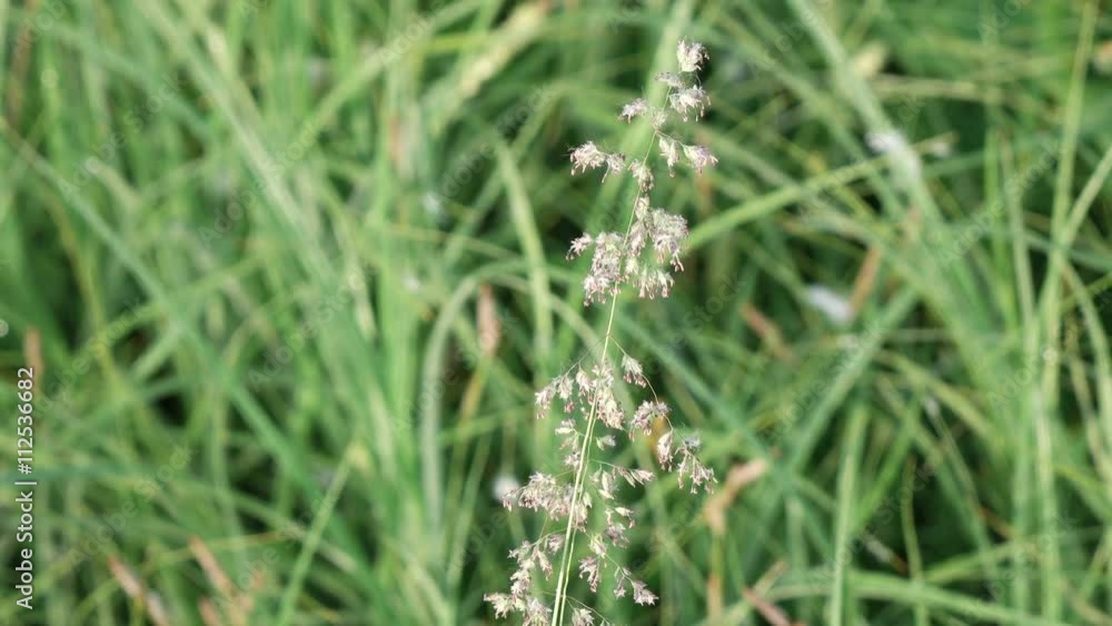 Field grass in early morning Field grass in early morning