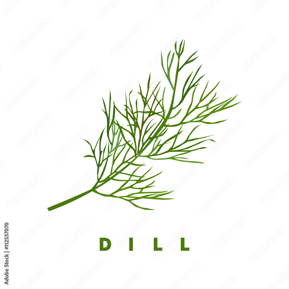 dill herb, food vector illustration, isolated logo Stock Vector Adobe