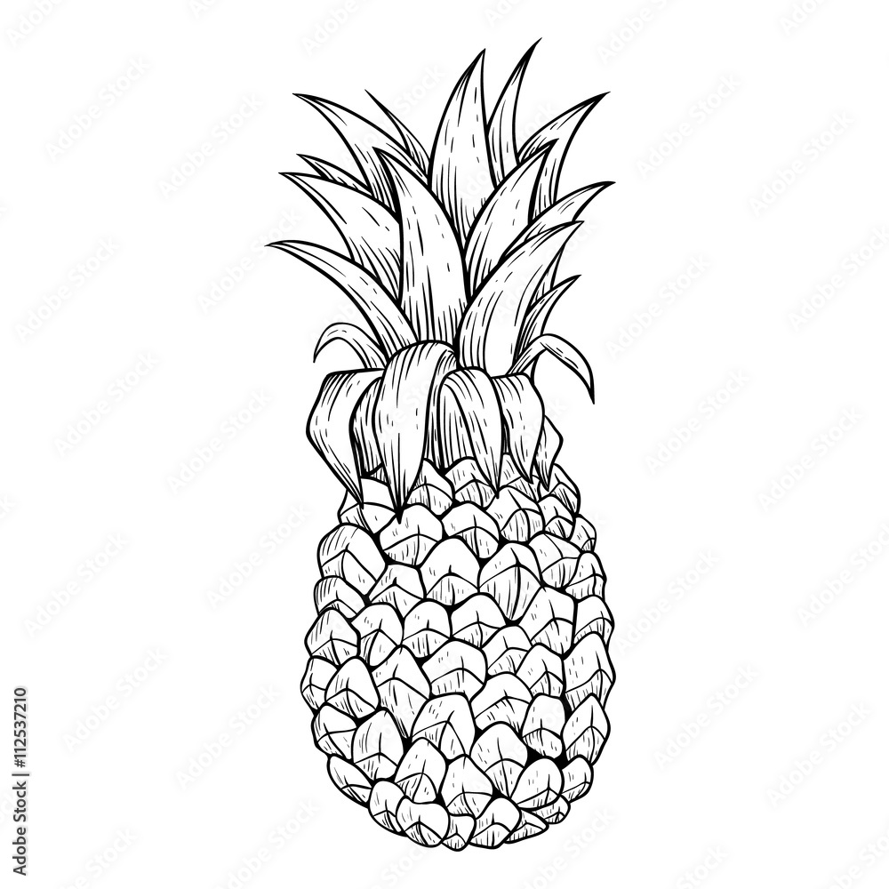 Black and White Pineapple With Line Art or Sketchy Style Stock Vector