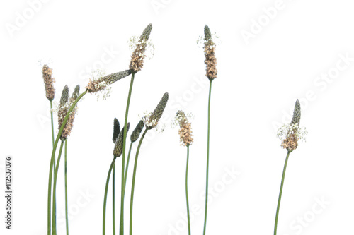 Bilde på lerret Flowers of plantain (Plantago lanceolata) isolated on white background