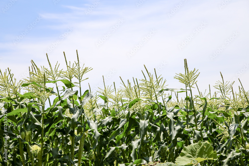 field of corn field of corn