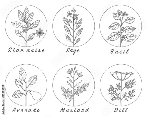 Set of spices, herbs and officinale plants icons.
