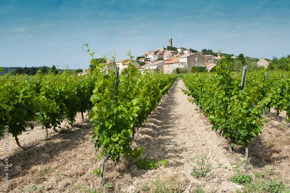vignoble à Montady - hérault - languedoc Roussillon
