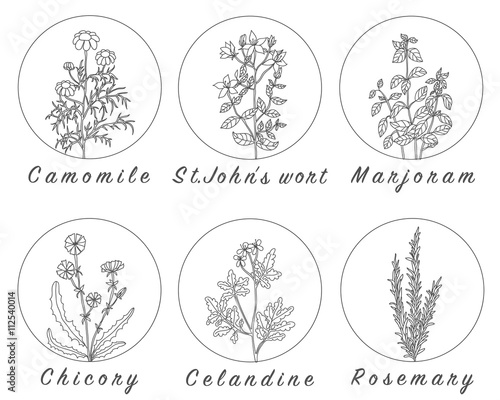 Set of spices, herbs and officinale plants icons.