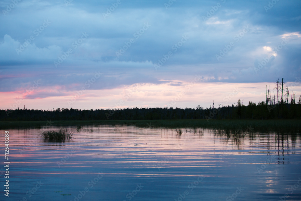 Overgrown landscape of swamp water trees bushes