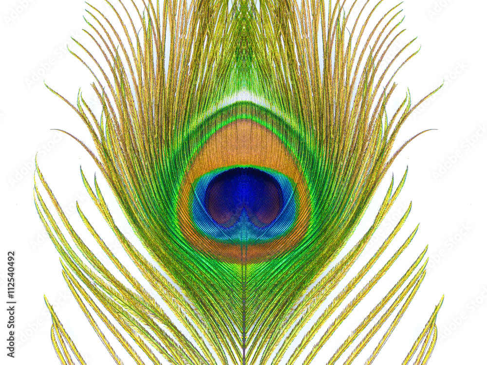 Obraz premium colorful pattern on peacock feather isolated