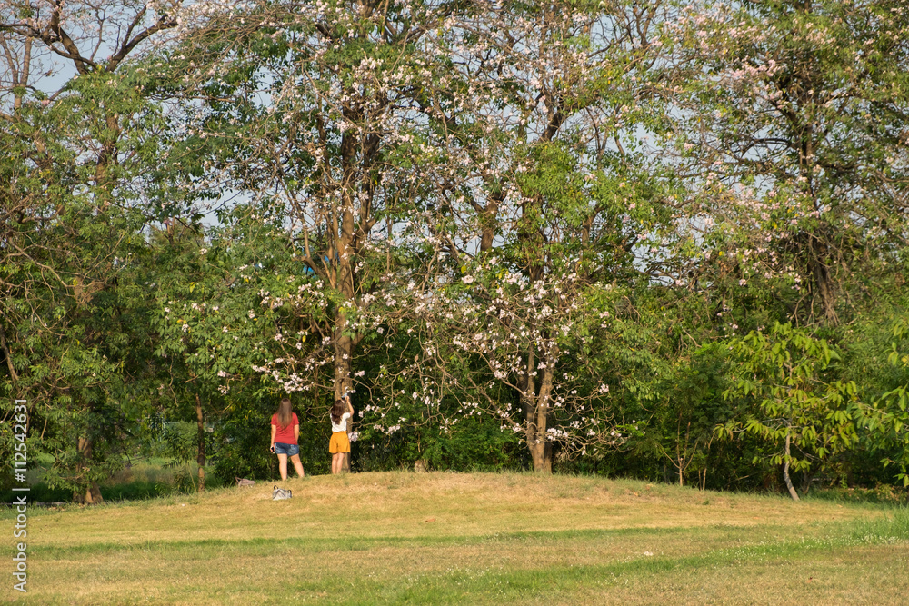 woman with sakura woman in park sakura in park best friend under sakura in green park in relax day woman with sakura woman in park sakura in park best friend under sakura in green park in relax day
