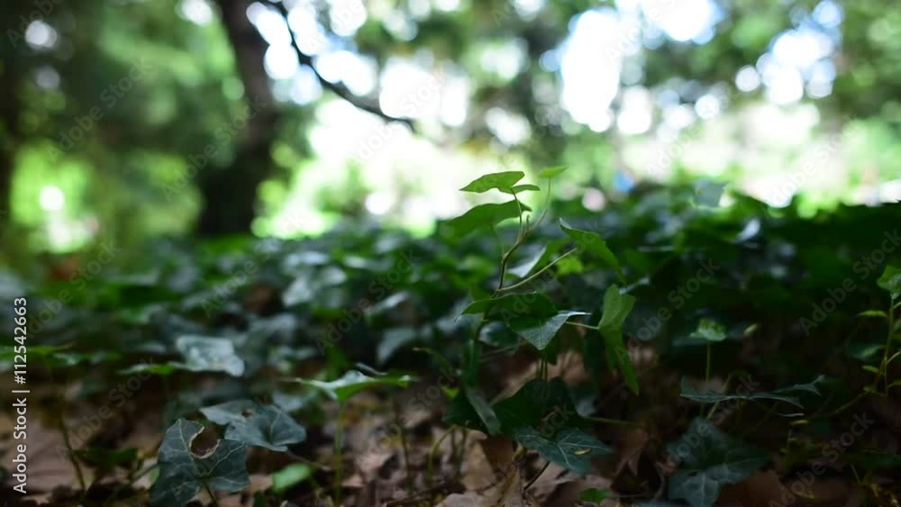 Lower angle of the green leaf on the ground in the garden. Lower angle of the green leaf on the ground in the garden.