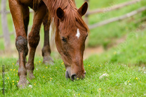 Fototapeta Naklejka Na Ścianę i Meble -  Portrait of a horse grazing in the pasture
