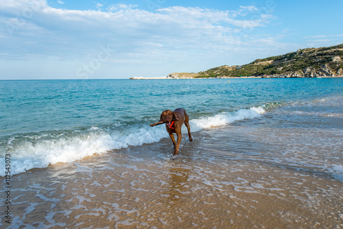 Dog playing at beach 