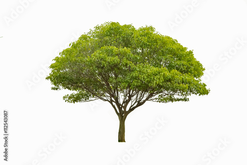 Green trees isolated on white