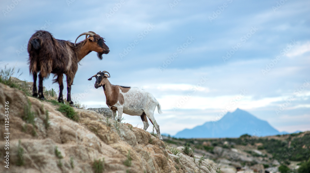 Wild goats 