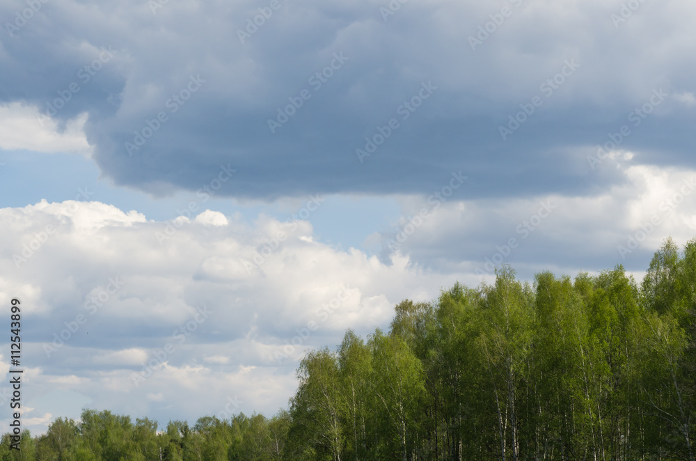 Forest on blue sky background