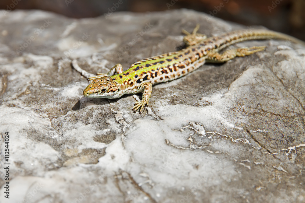 Fototapeta premium lizard basking on a rock at solcne