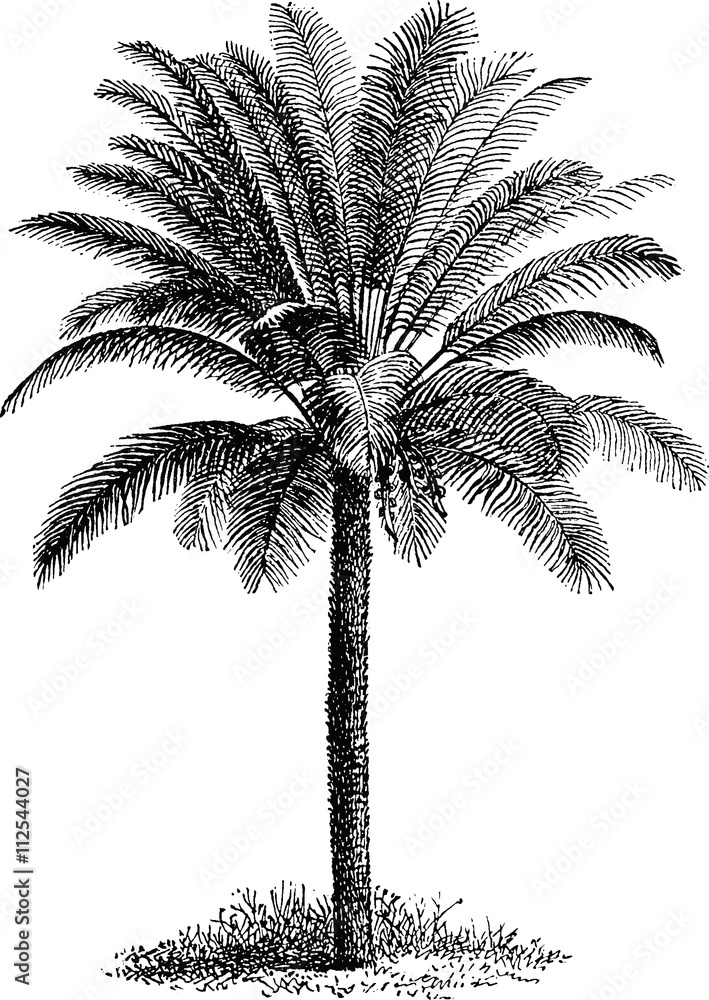 Obraz premium Vintage image palm tree