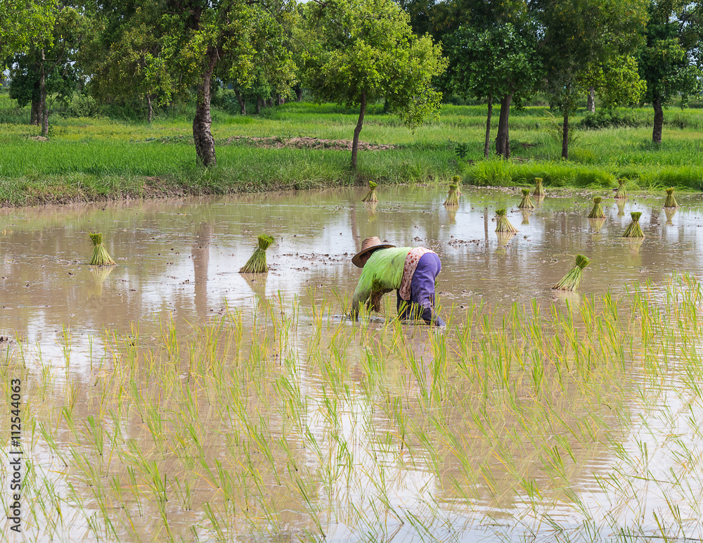 Obraz premium farmer transplant in the paddy field