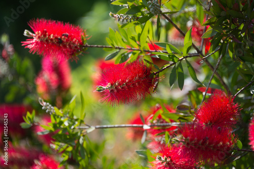 Red Bottlebrush Flower
