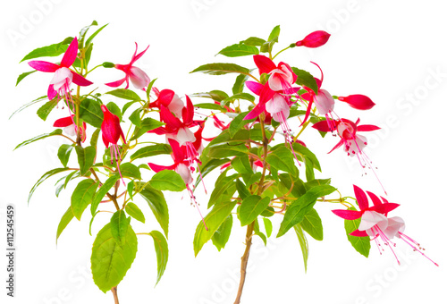 beautiful blooming branch of red and white fuchsia flower is isolated on background, `Shadow Dancer Betty`, close up
