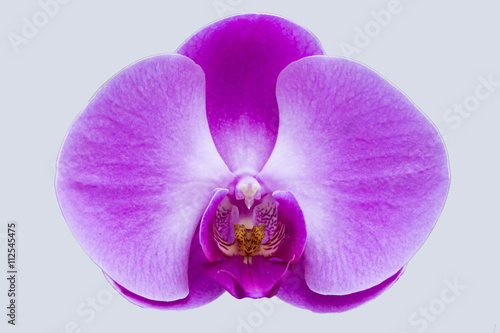 Orchid flower with white background
