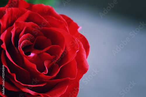 toned red rose bud closeup © alexkich