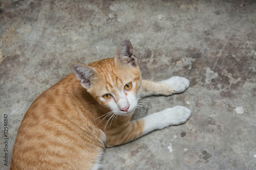 orange  cat  on concrete floor