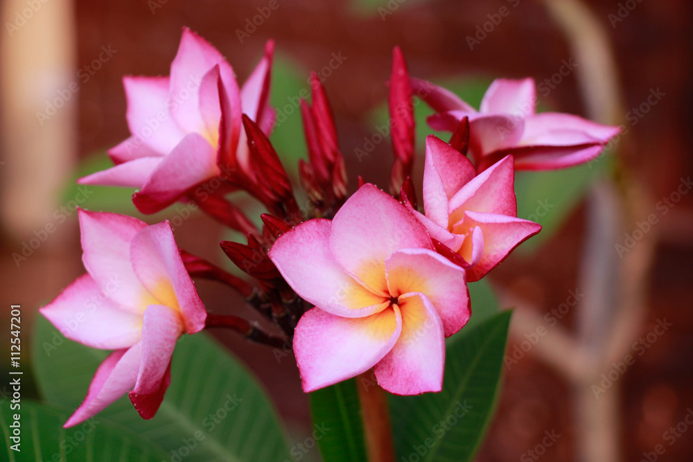 Beautiful colorful winter Flowers