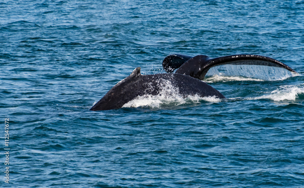 Fototapeta premium Humpback Breach and Fluke