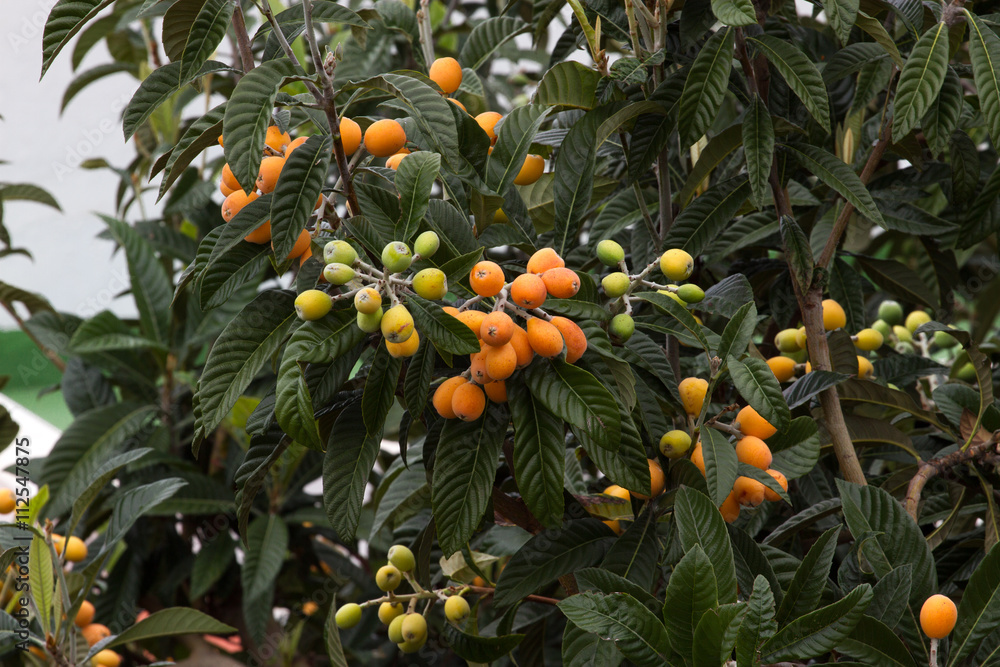 Ripe yellow fruits of loquat. Eriobotrya japonica tree Ripe yellow fruits of loquat. Eriobotrya japonica tree
