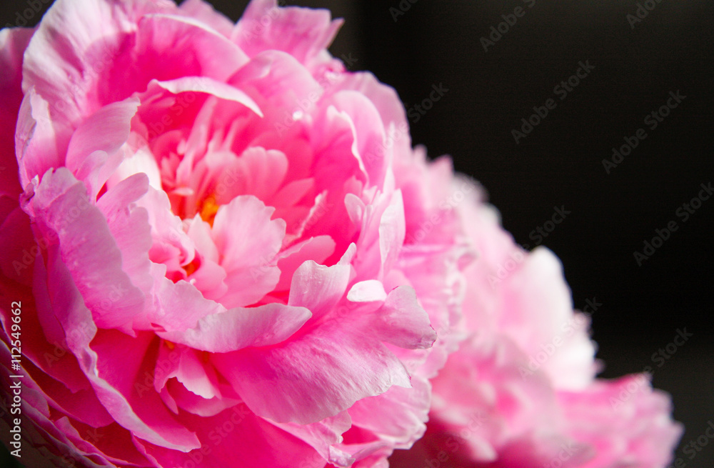 Closeup of a pink peony