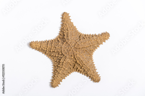 Caribbean starfish isolated on white background  view from the top