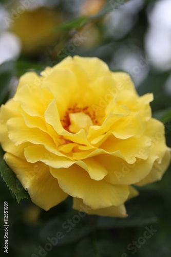 Gelbe Edelrose in einem Garten