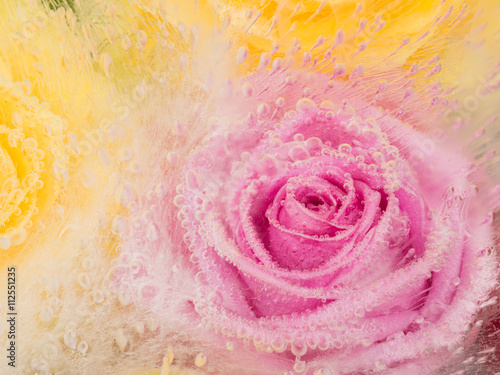 pink abstraction with rose