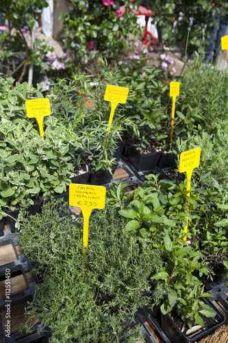 Variety of herbs in a flower market in Florence, Italy. photo