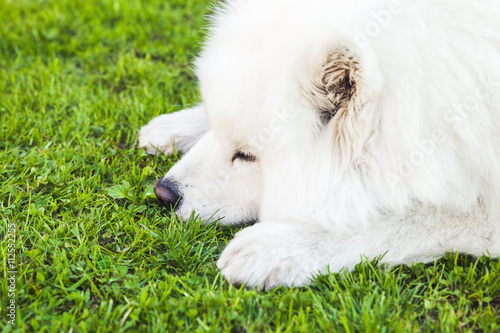 White fluffy Samoyed dog on a green grass