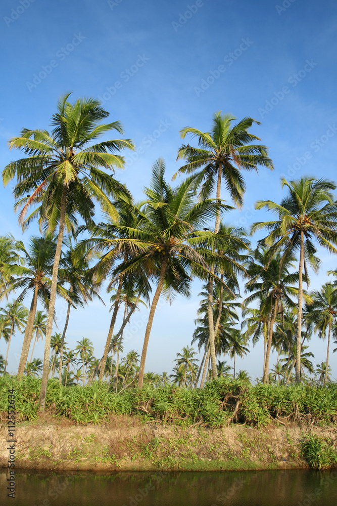 coconut palms and water coconut palms and water