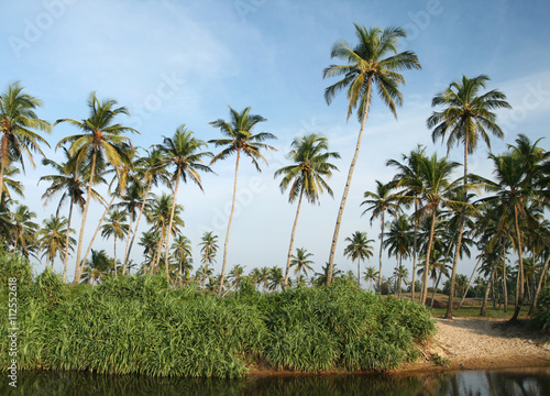 coconut palms and water