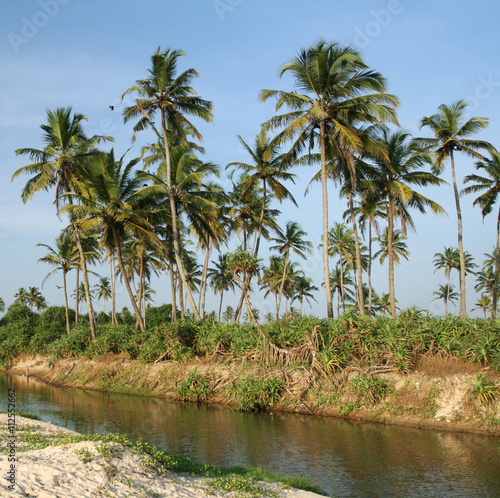 coconut palms and water