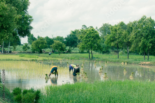 farmer transplant in the paddy field © phoopanotpics
