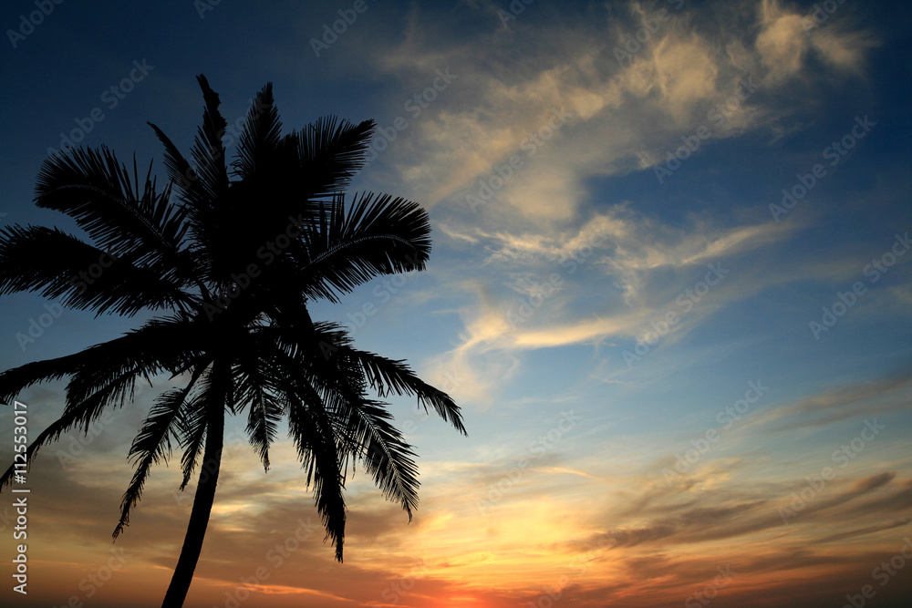 beautiful sky and coconut tree