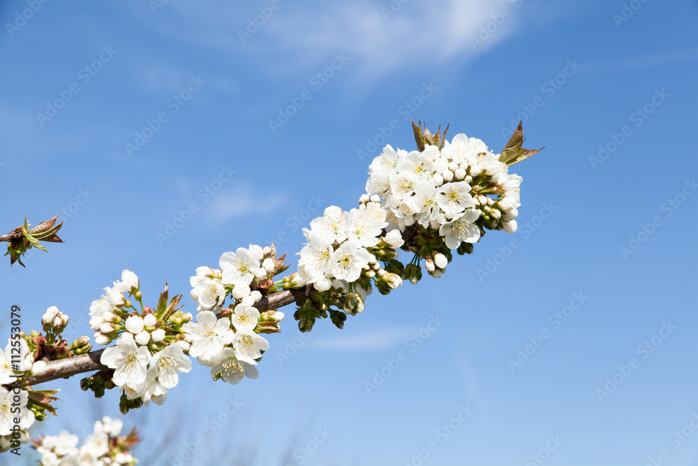 Fototapeta premium cerisier en fleur au printemps