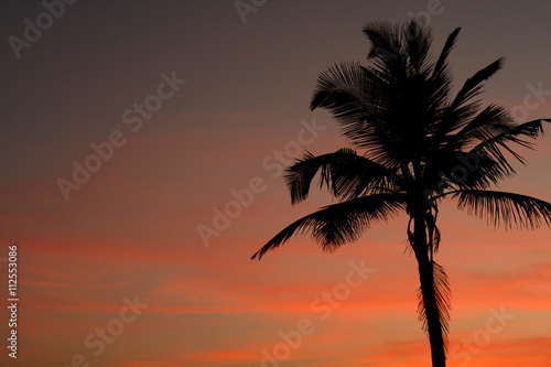 Sunset and palm tree