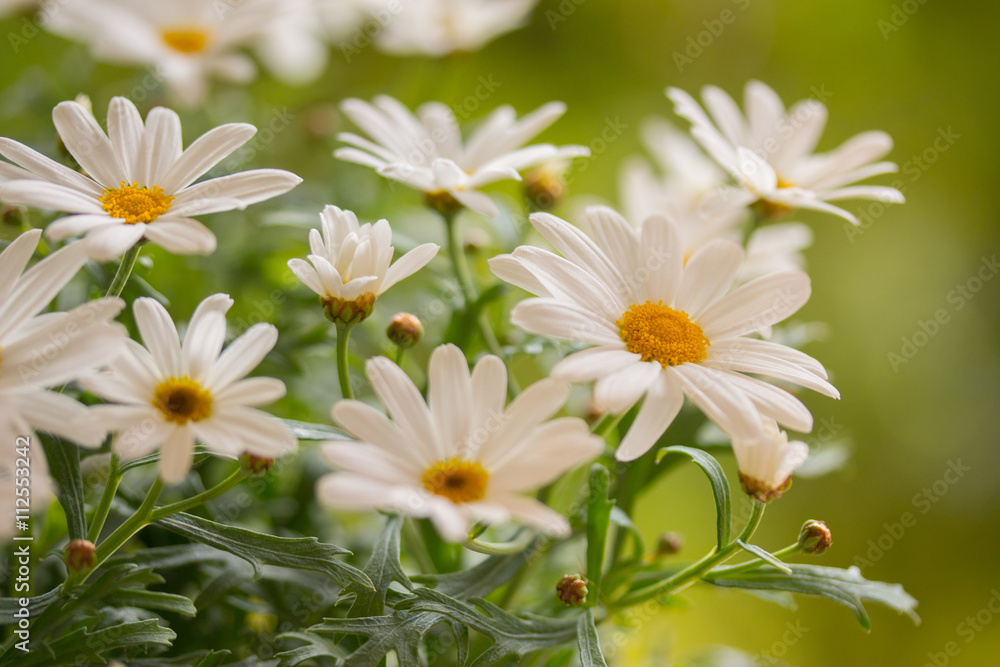 Margeriten (Leucanthemum) Margeriten (Leucanthemum)