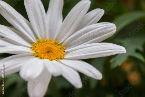 Margeritenbl  te  Leucanthemum 