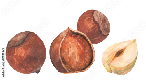 hazelnuts, hazelnut, whole and half, on white background, watercolor painting, realistic illustration