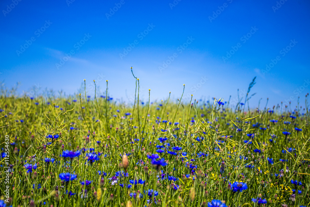 Fototapeta premium Mohnfeld