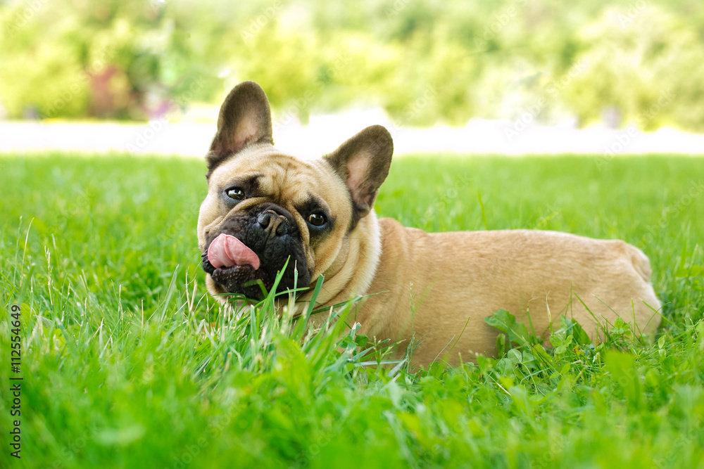 Cute dog breed Bulldog relaxing in the grass