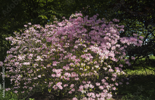 spring garden with cherry blossoms