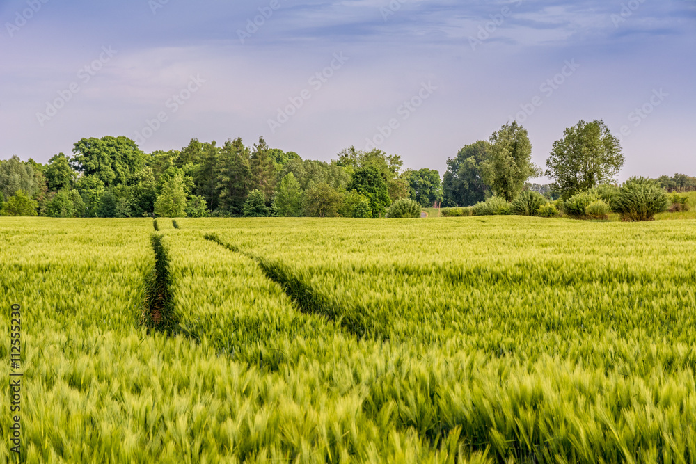 Fototapeta premium 0409 Landschaft am Niederrhein