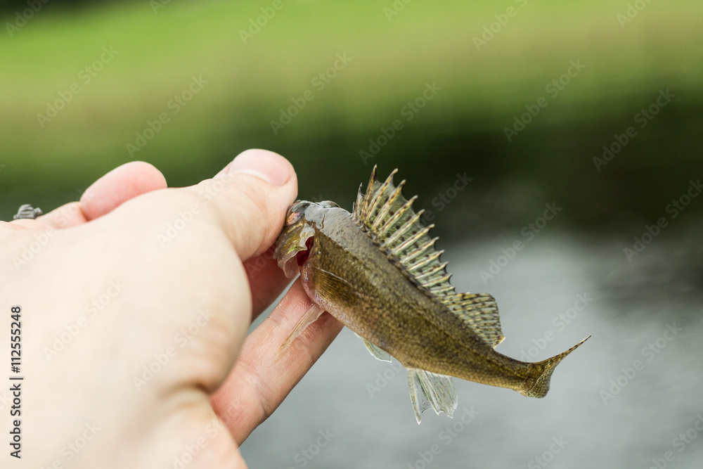 Fototapeta premium fishing,small fish ruff in the hand on shore