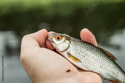 fishing,fish roach in the hand of angler